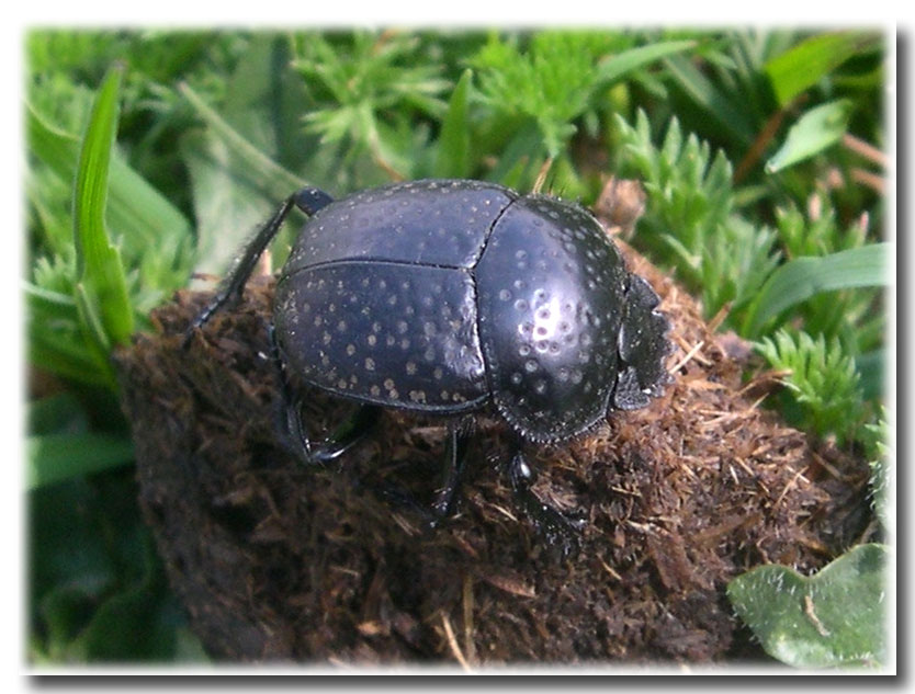 Scarabaeus variolosus